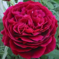 Эл Ди Брэйтуэйт (Leonard Dudley Braithwaite) 2 сорт