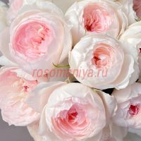 Ариетта (Arietta)