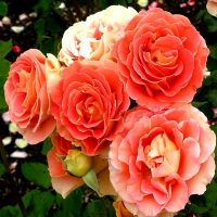 Брасс Бэнд (Brass Band)