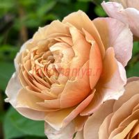 Шарлотт Перриан (Charlotte Perriand)