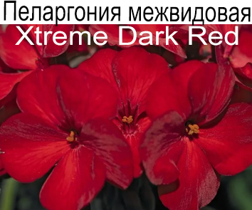 Пеларгония межвидовая Xtreme Dark Red