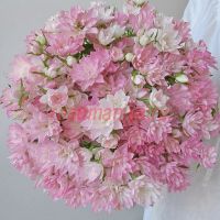 Стар Кьют (Star Cute)