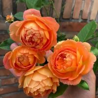 Хани Карамель (Honey Caramel)