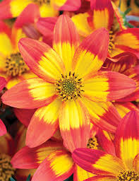 Микс № 11 (ампельный микс)