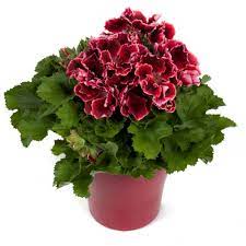 Набор №101 (Королевская пеларгония миниопт)