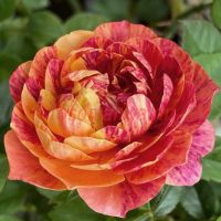 Джуси Сплэш Террасса (Juicy Splash Terrazza)