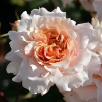 Бен Уэзерстафф (Ben Weatherstaff)