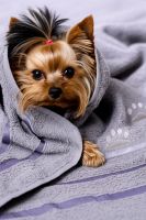 14418/8 Полотенце Лапки маленькие [серый]