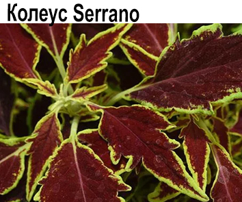 Колеус Serrano