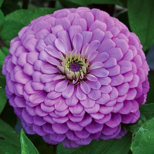 Цинния изящная (Zinnia elegans) Lavender Dream, 2,5г семян