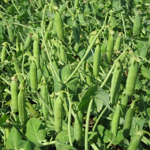 Горох Изюминка, 25г семян