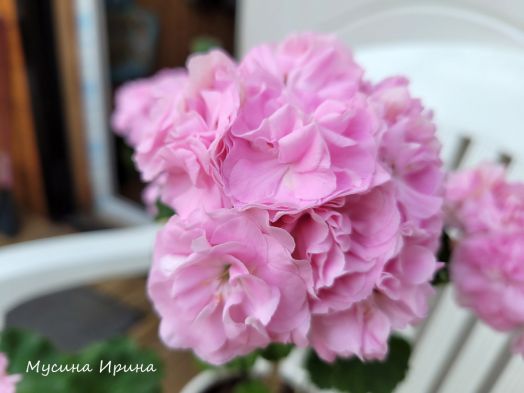 Шёлк Эльсинор № 2475