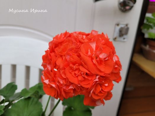 Шёлк Марокко № 2476