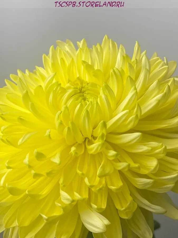 Хризантема Магнум желтая