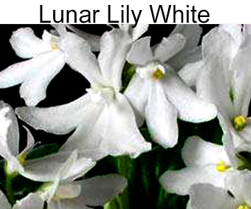 Lunar Lily White