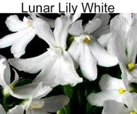 Lunar Lily White