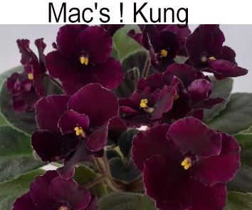 Mac's Kung
