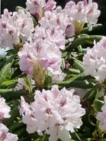 Антон Чехов рододендрон (горшок Р9)