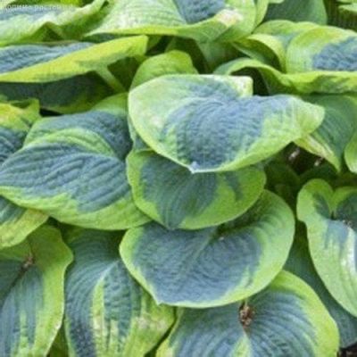 Хоста Френсис Вильямс