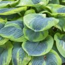 Хоста Френсис Вильямс