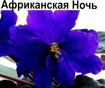 Африканская Ночь (Каткин)