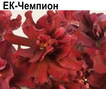 ЕК-Чемпион ( Коршунова)