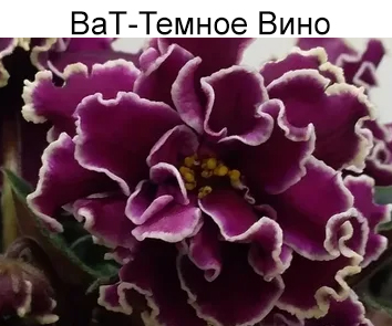 ВаТ-Темное Вино (Валькова)