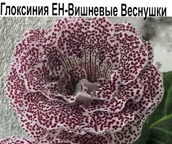 Глоксиния ЕН-Вишневые Веснушки