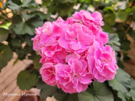 Шёлк Русалочка