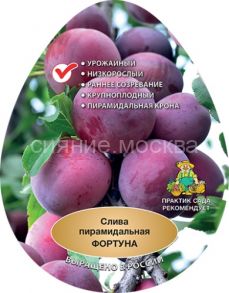 Слива пирамидальная Фортуна (подвой семенной, алыча), 1 шт., Поиск