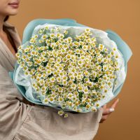 Матрикария (ромашка полевая) в оформлении (15 шт)