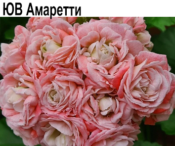 Пеларгония розебудная ЮВ Амаретти (ЮВ 4.21)