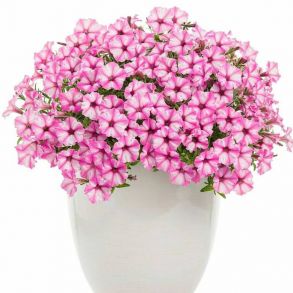 Петуния Mini Vista Pink Star