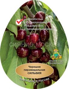 Черешня пирамидальная (колонновидная) Сильвия (подвой семенной, вишня Магалебская), 1 шт (Поиск)