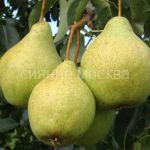 Grusha-Prosto-Mariya-podvoj-semennoj-grusha-lesnaya-1-sht-Poisk2