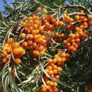 Облепиха Желтая ранняя