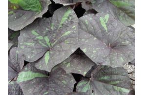 Ипомея батат Kelli Ray