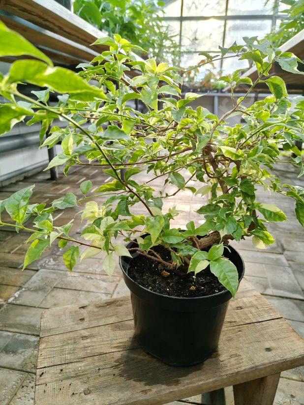 Бугенвиллея pink