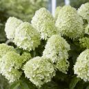 Гортензия метельчатая Литл Спуки