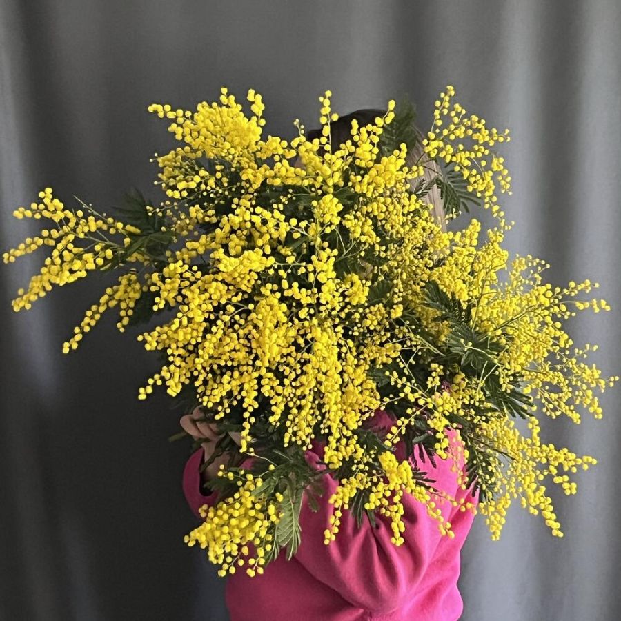 Мимоза 9 шт под ленту