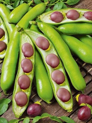 Семена Бобы, Русские Черные, 20 г, цветная упаковка, Русский огород