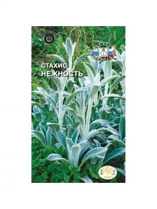 Семена Цветы, Стахис, Нежность, цветная упаковка, Седек