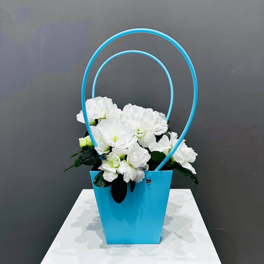 Азалия в подарочной сумочке