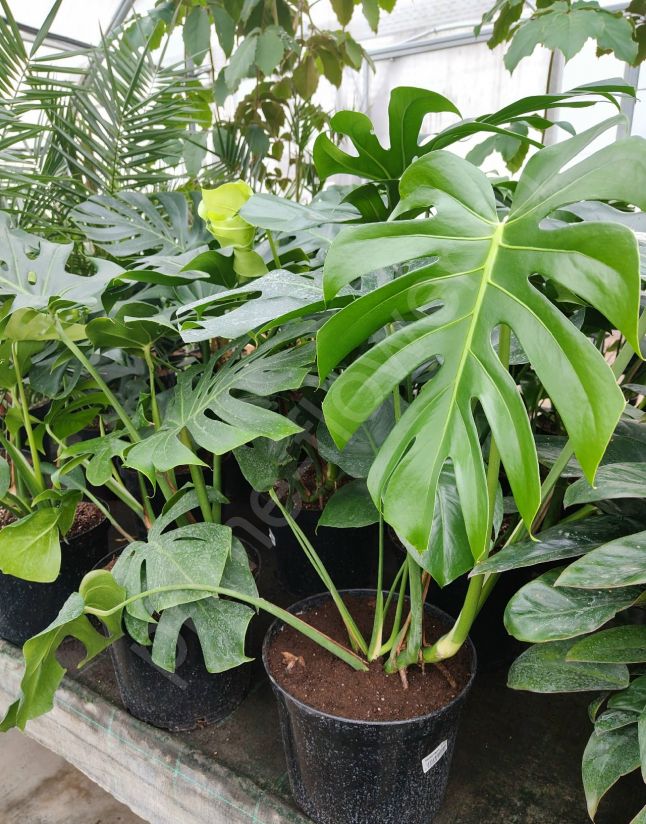 Монстера Делициоза