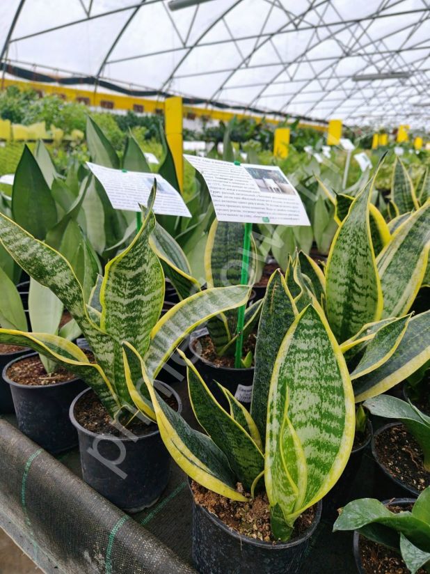 Сансевиерия Lauretti
