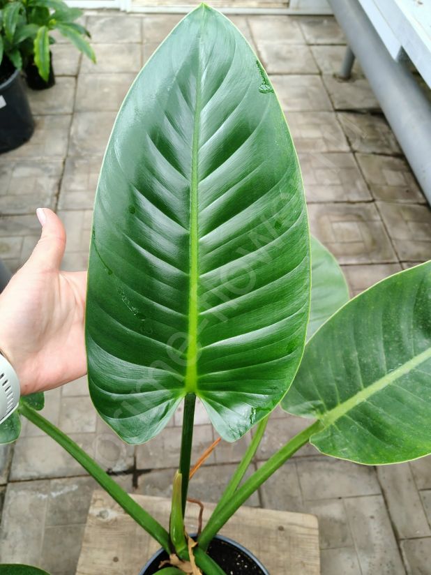 Филодендрон Империал Грин (Philodendron Imperial Green)
