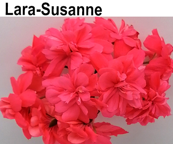 Пеларгония Lara-Suzanne (гибрид зональной с зонартиком ) НОВИНКА КАТАЛОГА