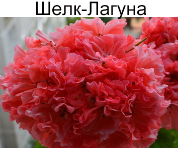 Пеларгония розебудная Шелк Лагуна  НОВИНКА КАТАЛОГА