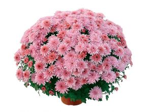 Хризантема мультифлора Coeur de Lorraine Rose - 12шт (миниопт)