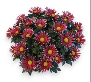 Хризантема мультифлора Flash Look Fanfan Deep - 12шт (миниопт)